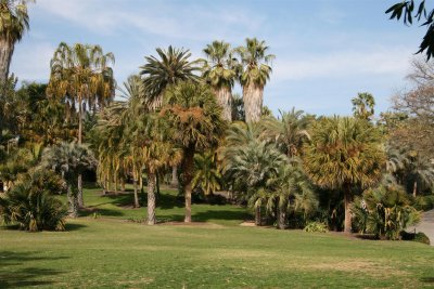 Palm Tree's you got a Love them ,to me they say hot weather !!!