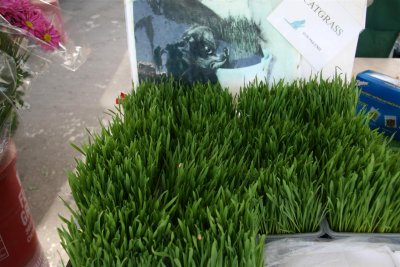 Cat grass !!