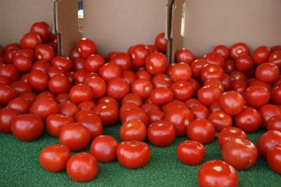 I hang out with Chris who sell these great tomato's