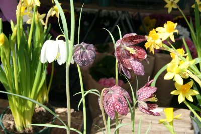 Interesting Flower !!!