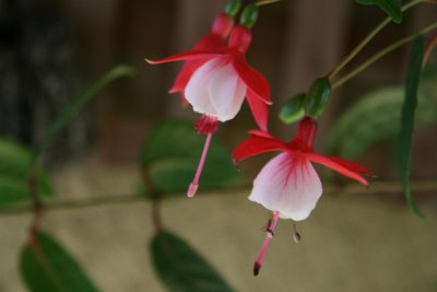  Fuchisia are showy flower.