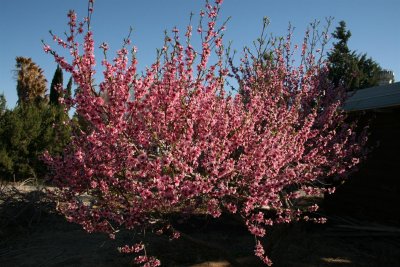 Fruit trees Springing to life after a winter's nap.  March Challenge No 7 