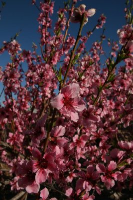 I wonder how much fruit he will get as, there wasn't alot of bee's working the blooms !!!