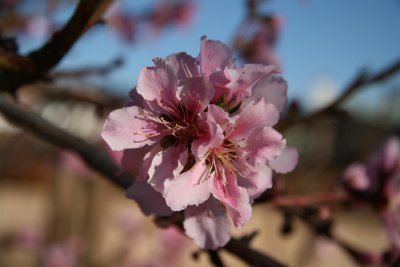 A Peach of a blooms Haaa Haaa !!!