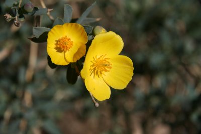 Some time's called tree poppy !!!