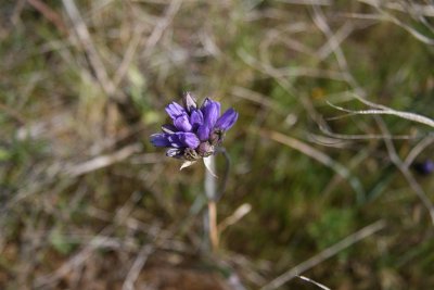 Blue Dicks start to form flowers !!!