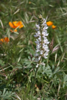 White Lupine, which you don't see every often !!!