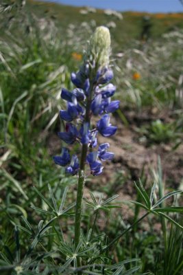 As you can see we were early as this blue lupine is not open all the way !!!!