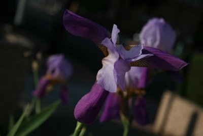   Nice show of this iris ,and great color !!!