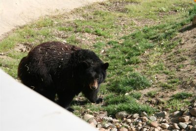 Black lab ,no its a black bear !!!