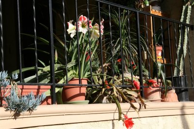 The amaryllis have come to life on my deck !!!