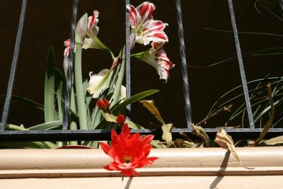 Also orchids cactus along with the amaryllis.