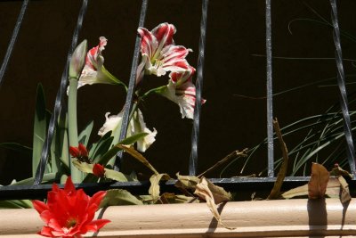 Looks like I will have flowers for a while as there is buds here that haven't open. !!!!
