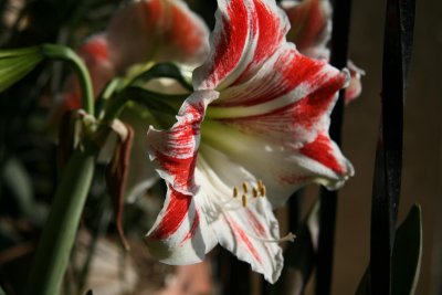 Nice smile of this floral showing off !!!