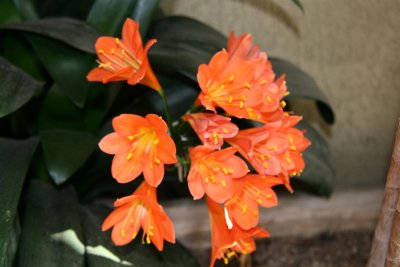 Clivia are showing strong !!! There also part of the amaryllis family  !!!