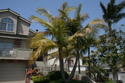 When I was in the gardening bussiness I planted this king palm from a 15 gal .Its now over 15 years old !!!