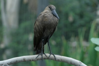 As we entered the park through bird area , this guy was there to say take my picture !!!!