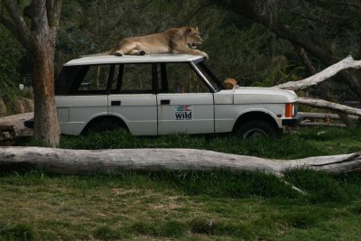  Lazy Lioness on Range Rover !!!