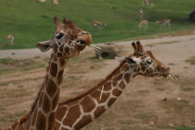 This is weird a two headed giraffe !!!