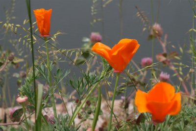 Some color of California state flower !!!