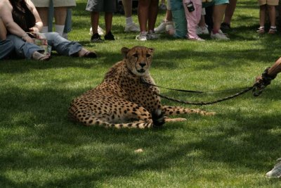 Nice looking Cheetah !!!
