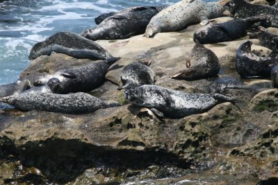 Seal sealing up this rock.