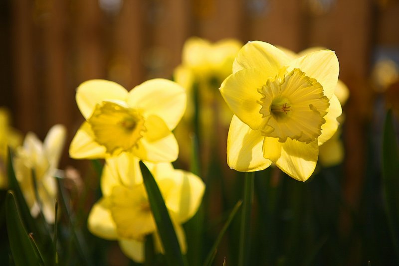 Cotswold spring