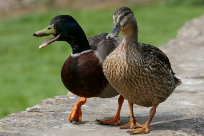 Bibury ducks