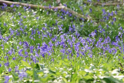 Bluebells in Sapperton woods