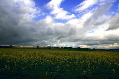 Oxfordshire meadow