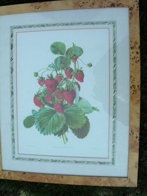 501. maple frame print of strawberries 22x18.JPG