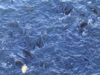 tn_Ikan-3.JPG