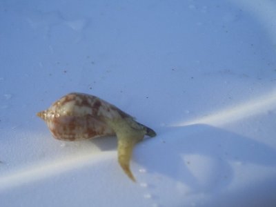 Sea Snail