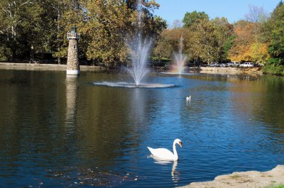 Swan in Falls Park, Pendleton, Indiana