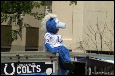 Colt's Mascot