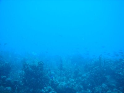 new dive camera 008sm.jpg