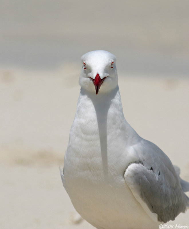 Silver Gull