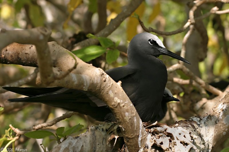 Black Noddy