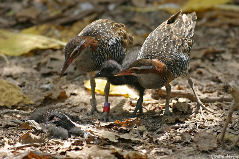 rails feeding on a dead noddy chick