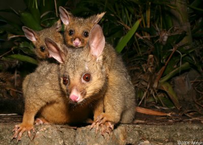 Brushtail Possum