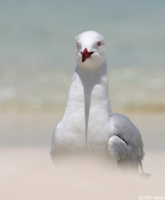 Silver Gull