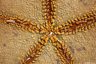 Pincushion Starfish