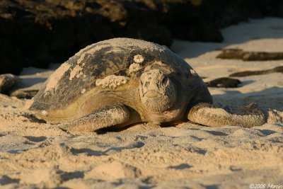 Green Turtle