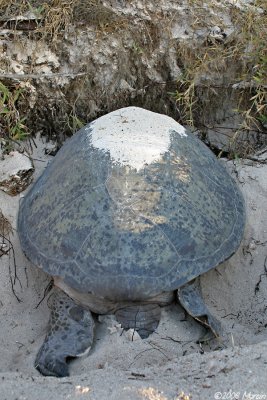 Green Turtle covering her eggs