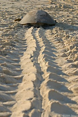Green Turtle leaving the beach after nesting