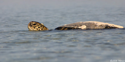 Green Turtle