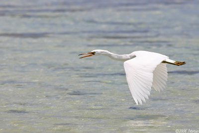 Eastern Reef Egret