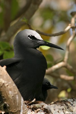 Black Noddy