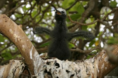 Black Noddy chick