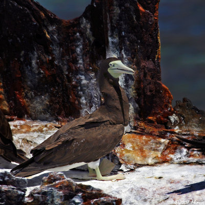 Brown Booby